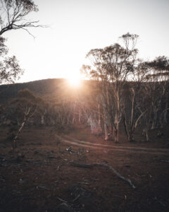 sun setting through snowgums