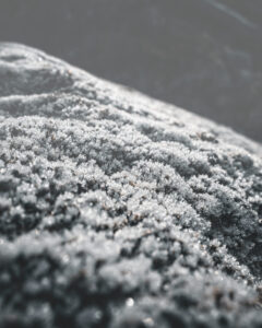 frozen moss